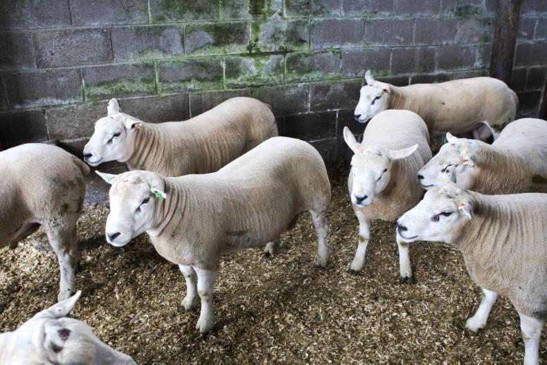 Ensure rams are ready for early lamb production Ensure rams are ready for early lamb production