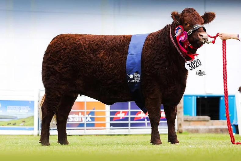 NI-bred heifer wins at Highland Show NI-bred heifer wins at Highland Show