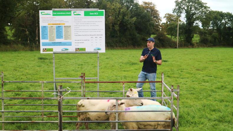 Address ewe body condition to lift performance Address ewe body condition to lift performance