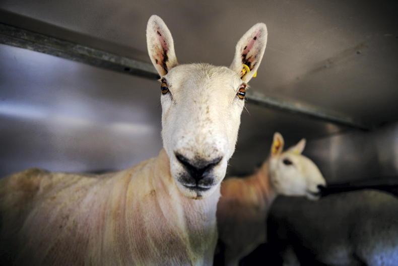 Sheep imports and exports – what are the current rules? Sheep imports and exports – what are the current rules?