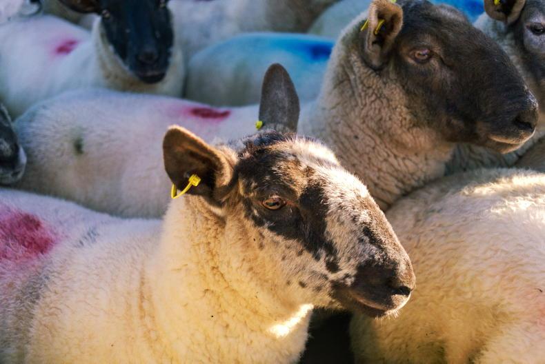 Weighing up the merits of bluetongue vaccination Weighing up the merits of bluetongue vaccination