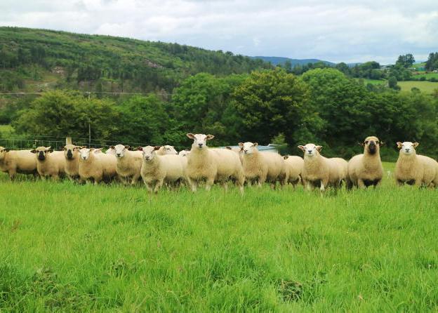 Sheep breeding: getting the most from every ewe Sheep breeding: getting the most from every ewe