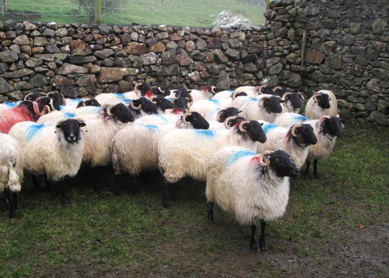 Pushing performance from hill sheep flocks Pushing performance from hill sheep flocks