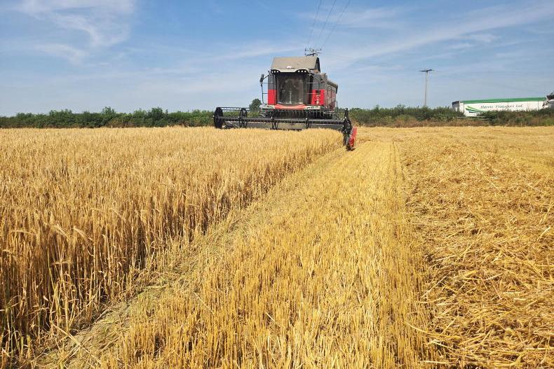 Watch: harvesting winter barley in the heatwave Watch: harvesting winter barley in the heatwave