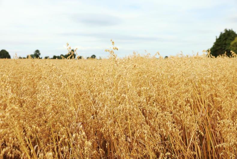 Teagasc issues fresh feeding advice as heatwave hits grass growth Teagasc issues fresh feeding advice as heatwave hits grass growth