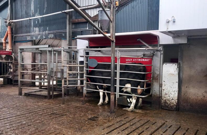 High milk output from robot in Antrim High milk output from robot in Antrim