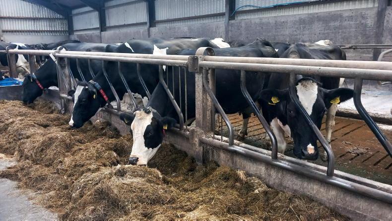 High milk output from robot in Antrim High milk output from robot in Antrim