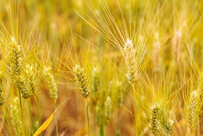 Editorial: straw chopping confusion as tillage farmers left in limbo Editorial: straw chopping confusion as tillage farmers left in limbo