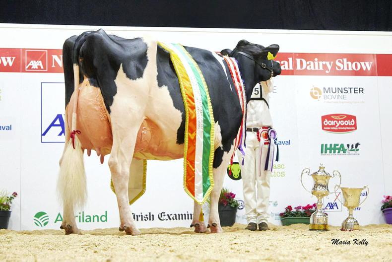 Cork show cow makes Irish history with first EX97 score in almost 30 years Cork show cow makes Irish history with first EX97 score in almost 30 years