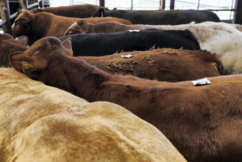 Mart managers: premiums available for the right type of weanling Mart managers: premiums available for the right type of weanling