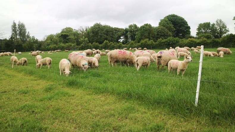 Sheep management: lamb slaughter performance ann water supply Sheep management: lamb slaughter performance ann water supply