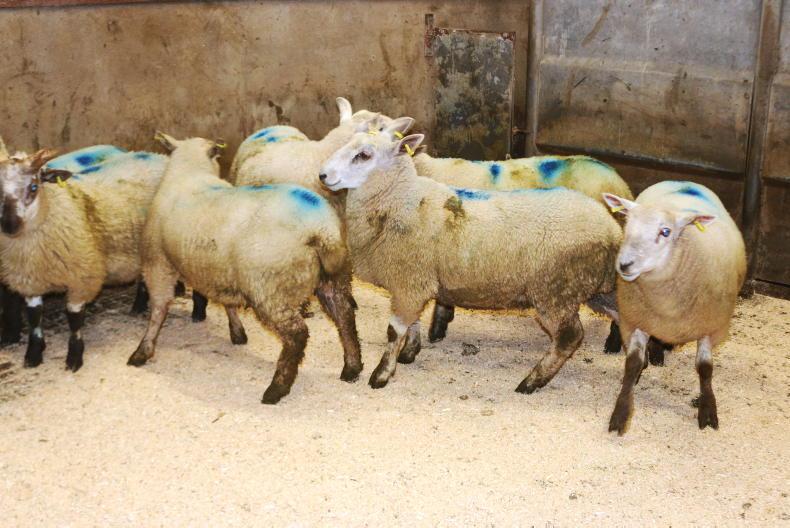 Sheep mart prices: heavier fleshed lambs in tight supply Sheep mart prices: heavier fleshed lambs in tight supply