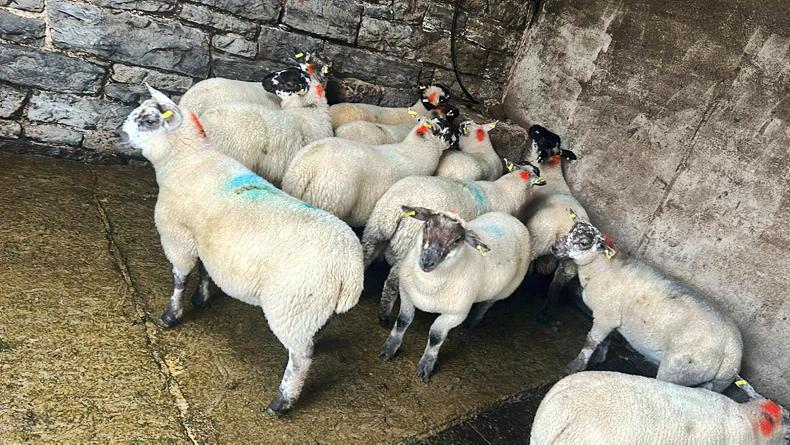 Lamb prices steady at €9/kg opening quote Lamb prices steady at €9/kg opening quote
