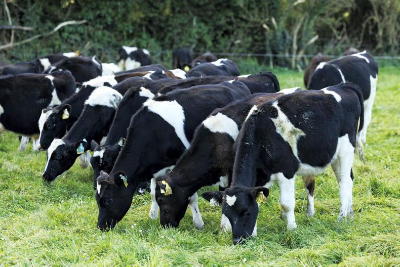 Teagasc to showcase profitable dairy-beef farm at Tipperary open day Teagasc to showcase profitable dairy-beef farm at Tipperary open day