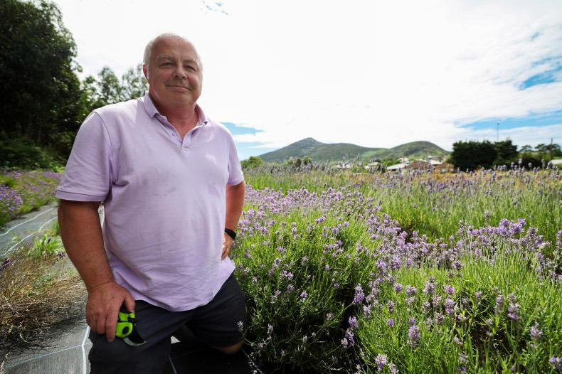 Wicklow lavender fields bloom into global fragrance success Wicklow lavender fields bloom into global fragrance success
