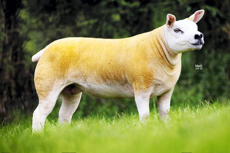 Irish buyers dig deep in Summer Select Texel sale Irish buyers dig deep in Summer Select Texel sale