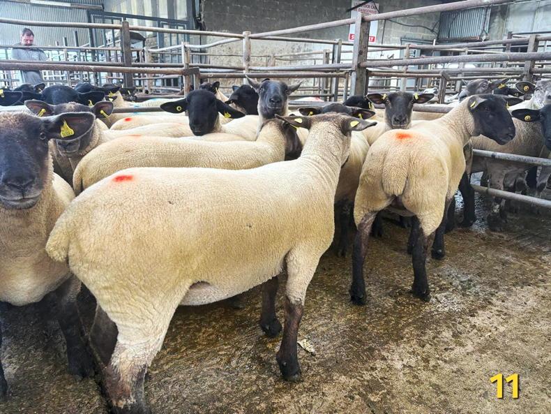 Sheep prices: hoggets hit €335 at Carnew Mart Sheep prices: hoggets hit €335 at Carnew Mart