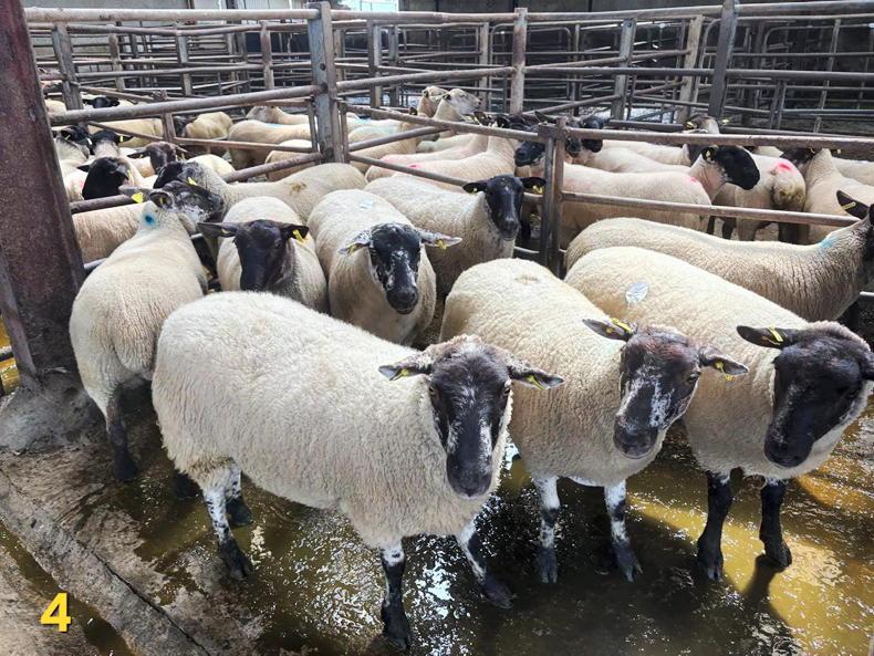 Sheep prices: hoggets hit €335 at Carnew Mart Sheep prices: hoggets hit €335 at Carnew Mart