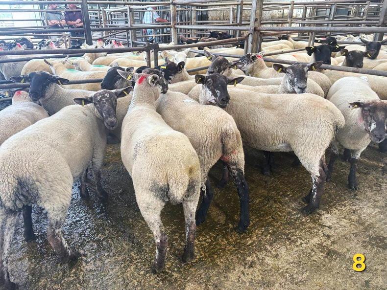 Sheep prices: hoggets hit €335 at Carnew Mart Sheep prices: hoggets hit €335 at Carnew Mart