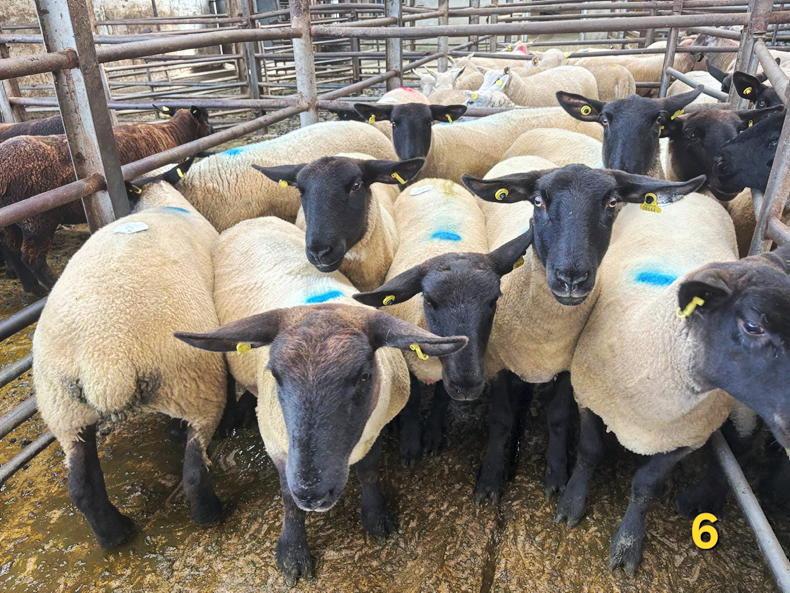 Sheep prices: hoggets hit €335 at Carnew Mart Sheep prices: hoggets hit €335 at Carnew Mart