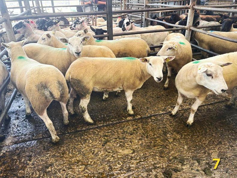 Sheep prices: hoggets hit €335 at Carnew Mart Sheep prices: hoggets hit €335 at Carnew Mart