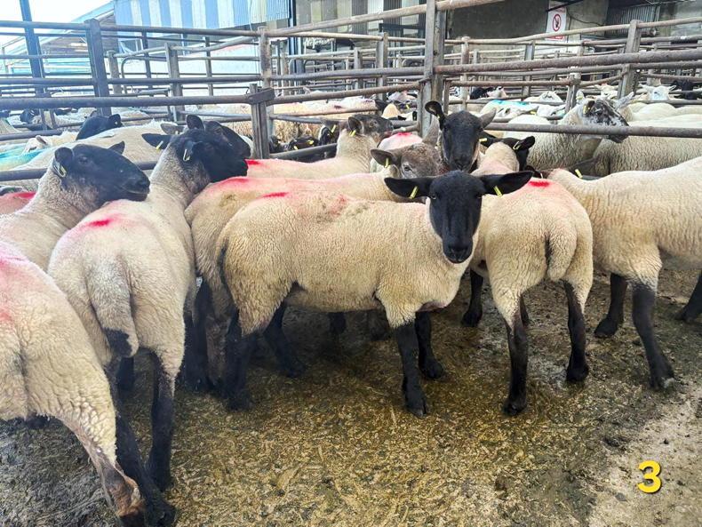 Sheep prices: hoggets hit €335 at Carnew Mart Sheep prices: hoggets hit €335 at Carnew Mart