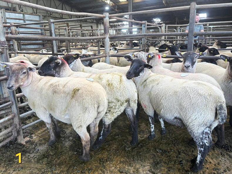 Sheep prices: hoggets hit €335 at Carnew Mart Sheep prices: hoggets hit €335 at Carnew Mart