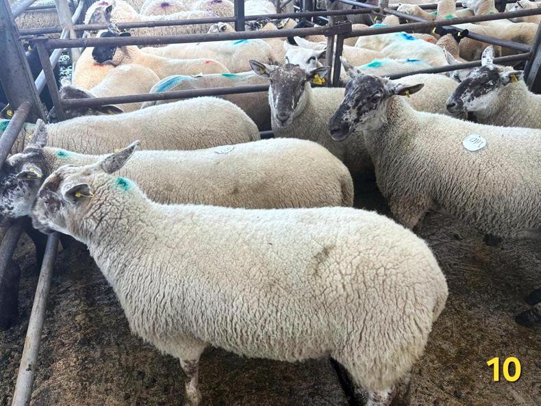 Sheep prices: hoggets hit €335 at Carnew Mart Sheep prices: hoggets hit €335 at Carnew Mart
