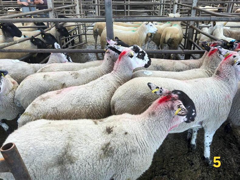 Sheep prices: hoggets hit €335 at Carnew Mart Sheep prices: hoggets hit €335 at Carnew Mart