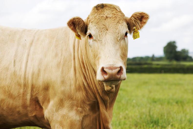 Further EU cattle declines to keep high floor under beef prices Further EU cattle declines to keep high floor under beef prices