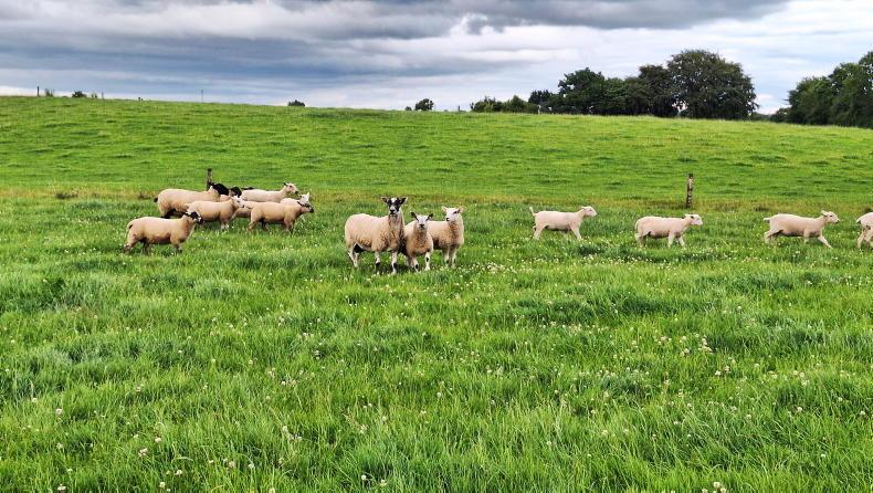 Tullamore Farm update: 46 lambs drafted at weaning average €186/head Tullamore Farm update: 46 lambs drafted at weaning average €186/head