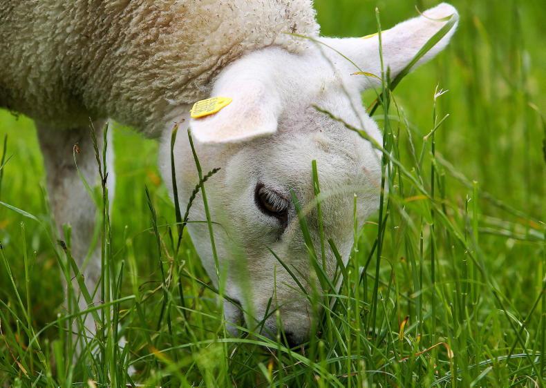 Sheep farmers upbeat on lamb prices amid drought pressures Sheep farmers upbeat on lamb prices amid drought pressures
