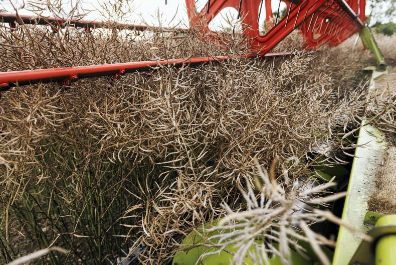 Harvest continues at pace as oilseed rape performs well Harvest continues at pace as oilseed rape performs well