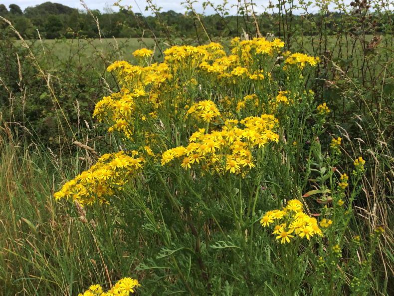 Roadside ragwort: who has a duty to control it? Roadside ragwort: who has a duty to control it?