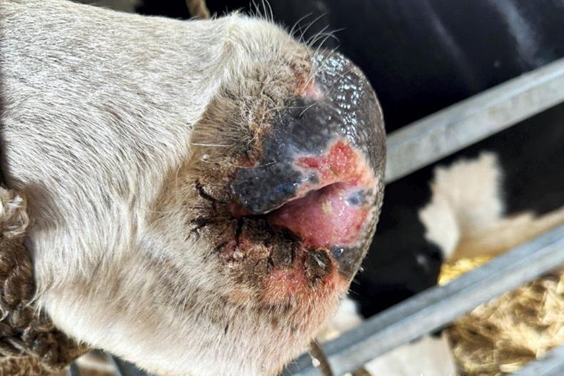 Hot weather sees bluetongue cases on the rise in England Hot weather sees bluetongue cases on the rise in England