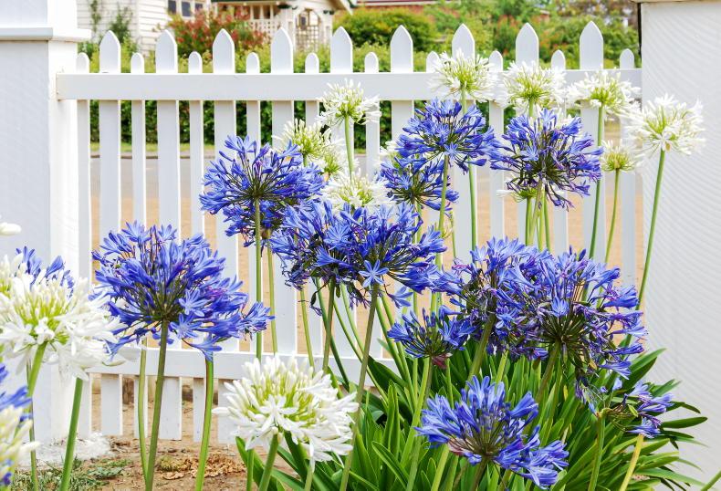 Gardening with Paul: Agapanthus puts on a summer fireworks show Gardening with Paul: Agapanthus puts on a summer fireworks show