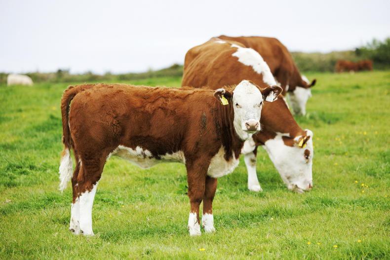 Irish Hereford Prime launches new bonus scheme for beef farmers Irish Hereford Prime launches new bonus scheme for beef farmers