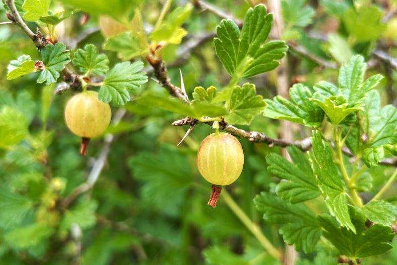 Folklore: ‘gooseberry bush thorns and a prayer... the stye would be gone’ Folklore: ‘gooseberry bush thorns and a prayer... the stye would be gone’