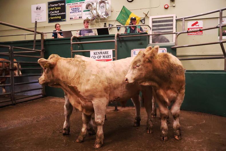 Camera at the Mart: over 40% of bull weanlings exceed €1,800 in Kenmare Camera at the Mart: over 40% of bull weanlings exceed €1,800 in Kenmare