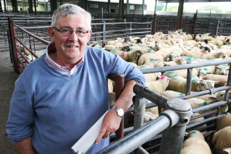 Sheep sales nosedive by 19% in marts Sheep sales nosedive by 19% in marts