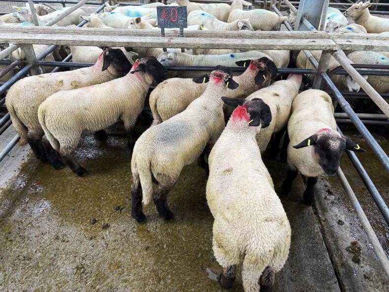 Sheep sales nosedive by 19% in marts Sheep sales nosedive by 19% in marts