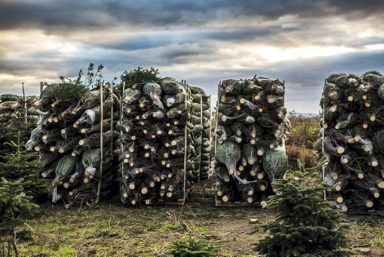 Europe’s Christmas tree growers gather in Ireland Europe’s Christmas tree growers gather in Ireland