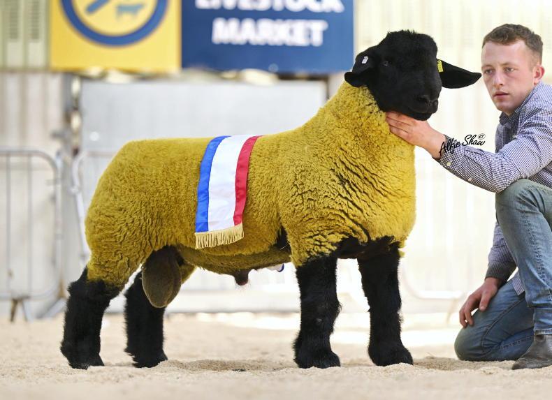 Record price of £55,000 for Suffolk ram lamb Record price of £55,000 for Suffolk ram lamb