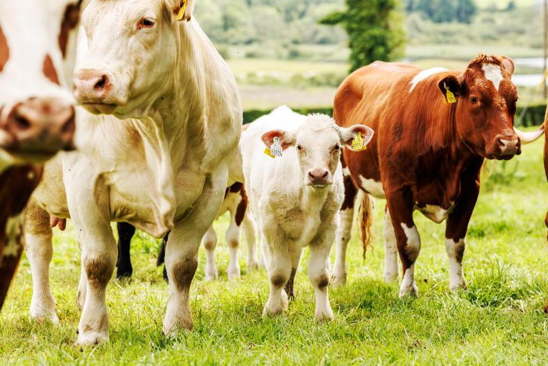Falling weanling prices expected to wipe €5,000 off suckler incomes Falling weanling prices expected to wipe €5,000 off suckler incomes