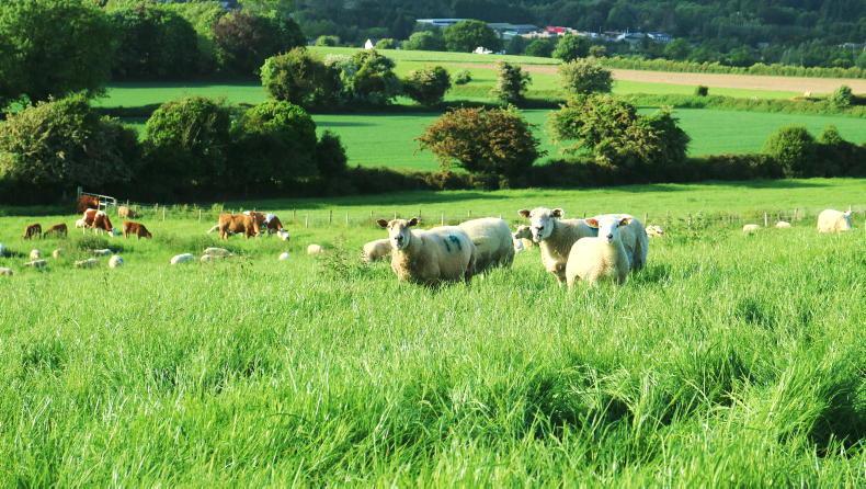 Teagasc farm manager apprenticeship opens for applications Teagasc farm manager apprenticeship opens for applications