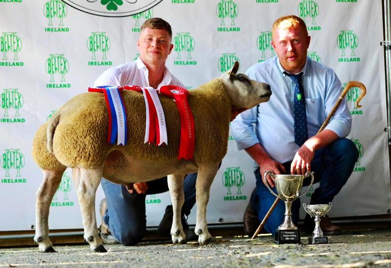 Champion title and top price for Galway-bred Beltex Champion title and top price for Galway-bred Beltex