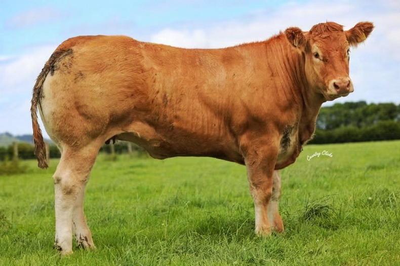 Whitehall Wonders Limousin sale averages €8,380 Whitehall Wonders Limousin sale averages €8,380