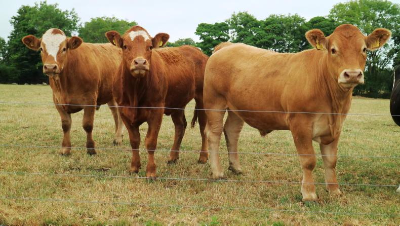 Grass+ Beef: farms under serious pressure for grass supply Grass+ Beef: farms under serious pressure for grass supply