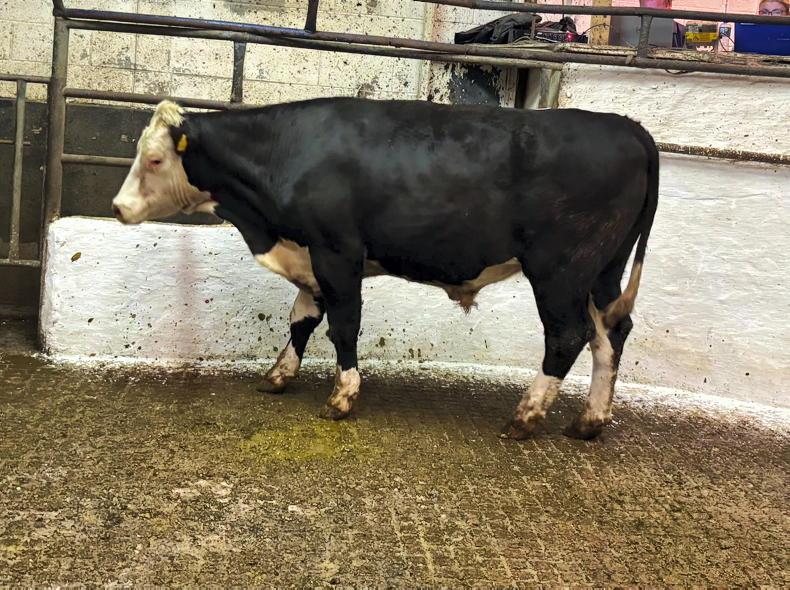Camera at the Mart: heavier cattle more keenly sought in Cavan Camera at the Mart: heavier cattle more keenly sought in Cavan