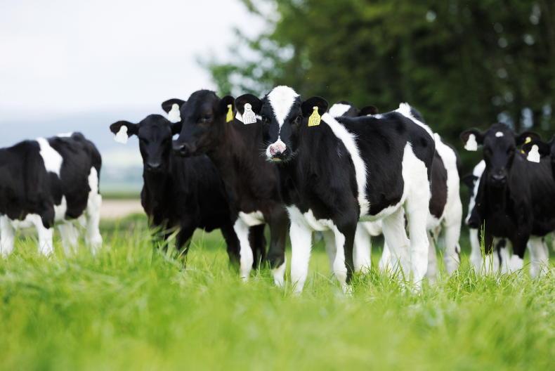 Dairy Management: timing nitrogen after rain and checking heifer targets Dairy Management: timing nitrogen after rain and checking heifer targets
